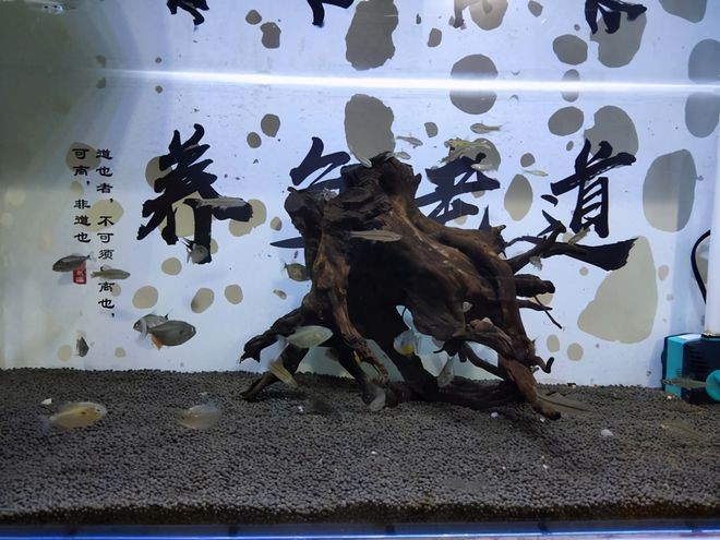 沉木魚缸養什么熱帶魚：沉木在魚缸中的作用