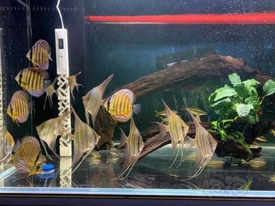 沉木魚缸養什么熱帶魚：沉木在魚缸中的作用