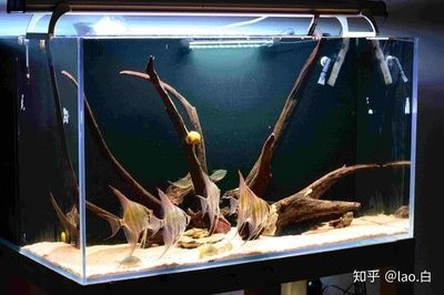沉木魚缸養什么熱帶魚：沉木在魚缸中的作用