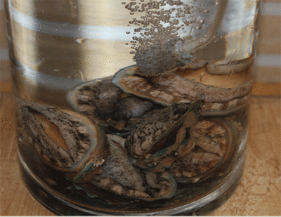 八里橋有賣魚缸的嗎多少錢一個：<strong><mark>北京</mark></strong>八里橋市場魚缸購買指南