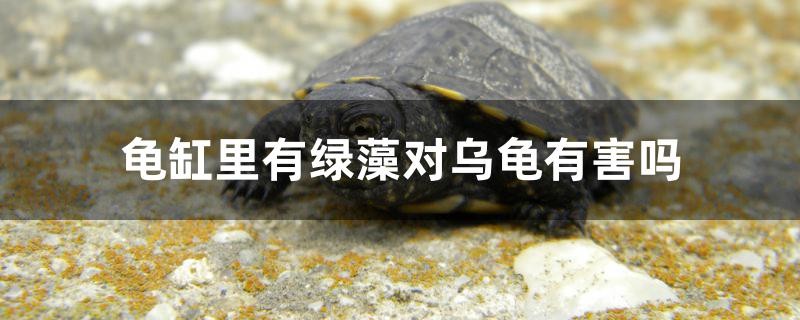 龜缸里有綠藻對烏龜有害嗎