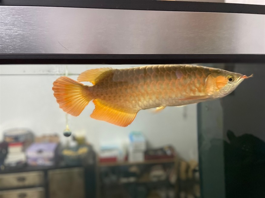 已經絕食兩個月了 已經絕食兩個月了 龍魚論壇 第1張