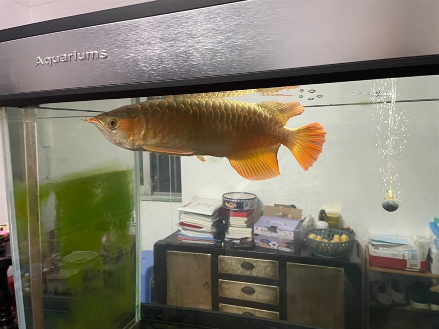 已經絕食兩個月了 已經絕食兩個月了 龍魚論壇 第2張