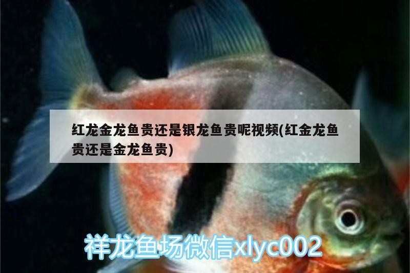 紅龍金龍魚貴還是銀龍魚貴呢視頻(紅金龍魚貴還是金龍魚貴)