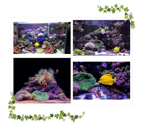 搬運工為玻璃廠運魚缸雙方講好每成功運一個魚缸：搬運工成功搬運了多少個魚缸？ 搬運工為玻璃廠運魚缸雙方講好每成功運一個魚缸：搬運工成功搬運了多少個魚缸？ 魚缸百科 第1張