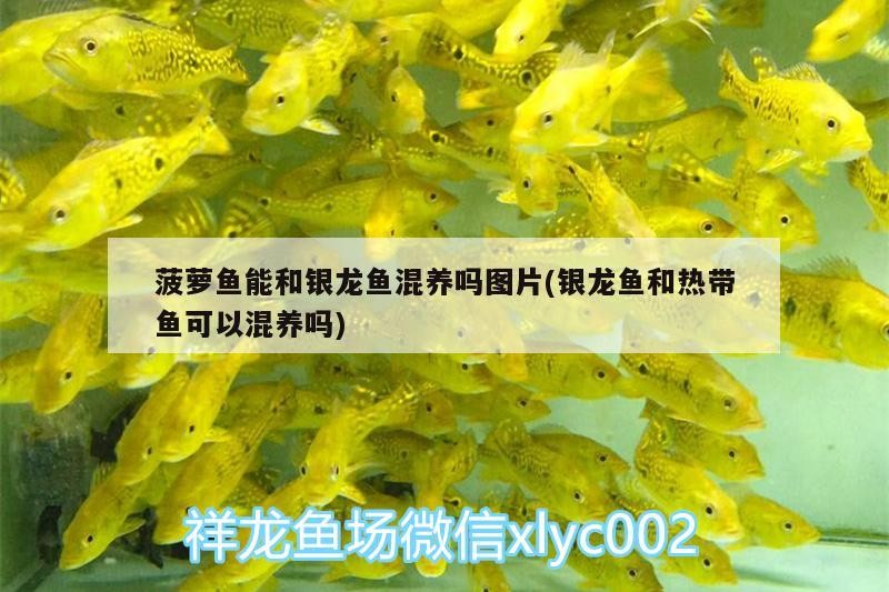 菠蘿魚能和銀龍魚混養嗎圖片(銀龍魚和熱帶魚可以混養嗎) 菠蘿魚能和銀龍魚混養嗎圖片(銀龍魚和熱帶魚可以混養嗎) 銀龍魚百科