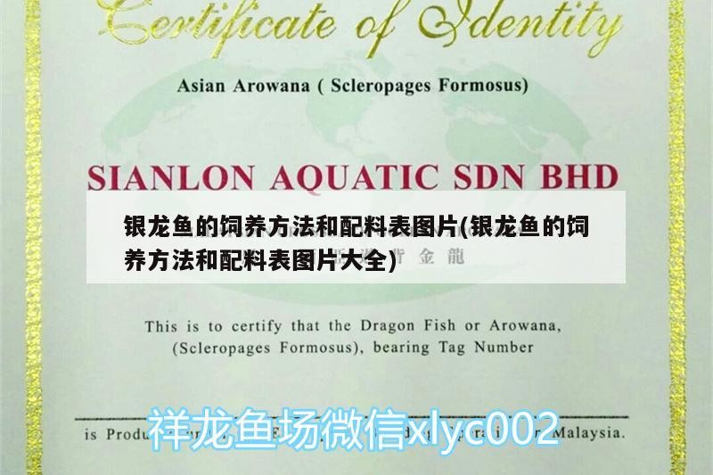 銀龍魚的飼養方法和配料表圖片(銀龍魚的飼養方法和配料表圖片大全)