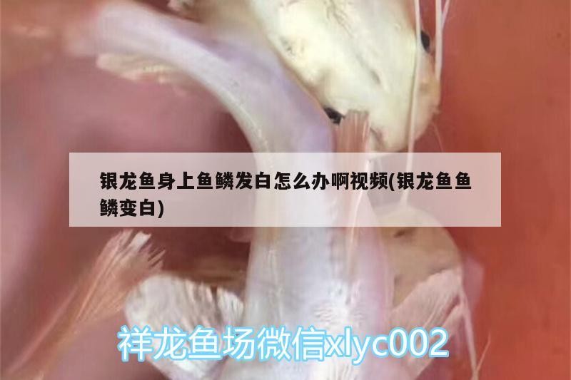 銀龍魚身上魚鱗發白怎么辦啊視頻(銀龍魚魚鱗變白)
