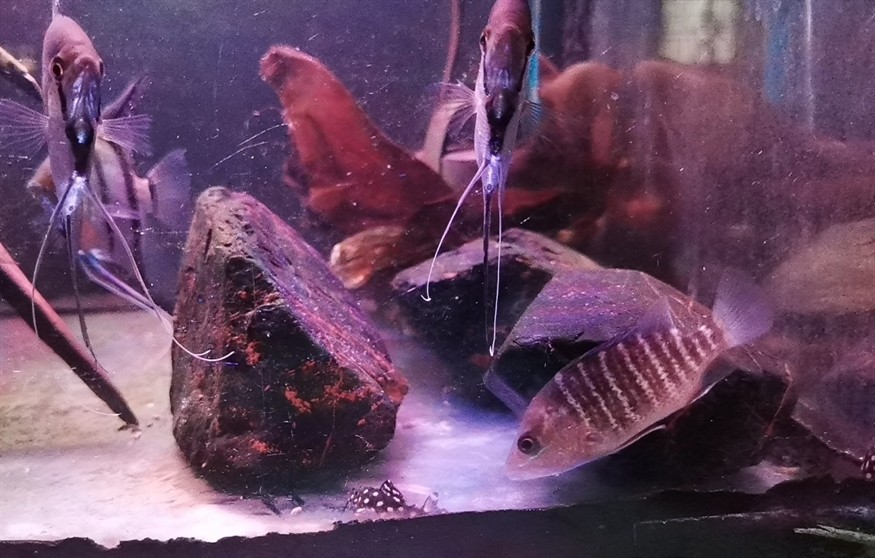 紫紅笛鯛建檔