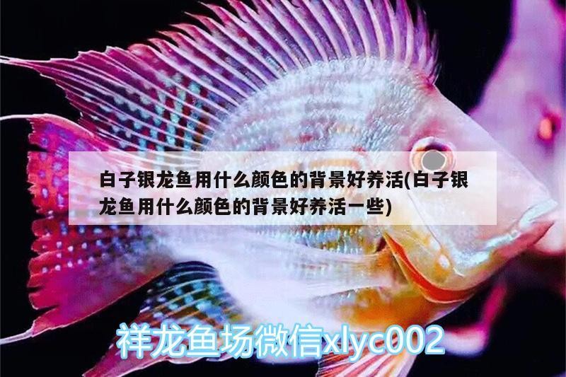 白子銀龍魚用什么顏色的背景好養(yǎng)活(白子銀龍魚用什么顏色的背景好養(yǎng)活一些)