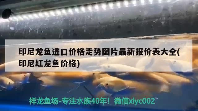 印尼龍魚進(jìn)口價(jià)格走勢(shì)圖片最新報(bào)價(jià)表大全(印尼紅龍魚價(jià)格) 印尼龍魚進(jìn)口價(jià)格走勢(shì)圖片最新報(bào)價(jià)表大全(印尼紅龍魚價(jià)格) 紅龍魚百科