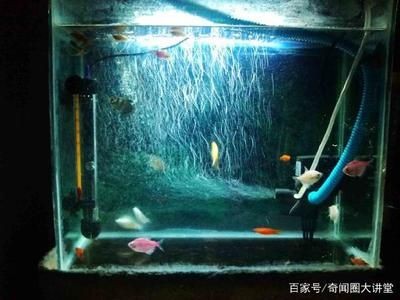 玻璃魚(yú)缸消毒最簡(jiǎn)單的方法是：玻璃魚(yú)缸怎么消毒？