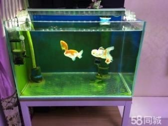玻璃魚(yú)缸消毒最簡(jiǎn)單的方法是：玻璃魚(yú)缸怎么消毒？