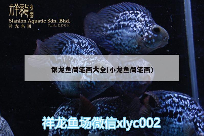 銀龍魚簡筆畫大全(小龍魚簡筆畫)