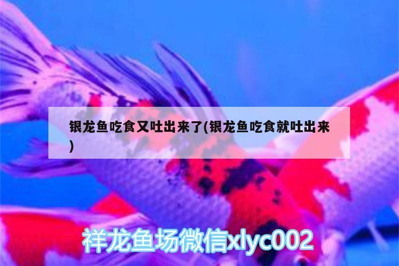 銀龍魚吃食又吐出來了(銀龍魚吃食就吐出來) 銀龍魚吃食又吐出來了(銀龍魚吃食就吐出來) 銀龍魚百科