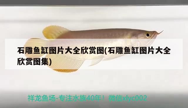 石雕魚缸圖片大全欣賞圖(石雕魚缸圖片大全欣賞圖集)