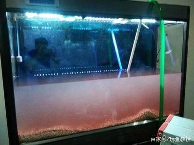 大型魚缸糞便怎么清理：如何清理大型魚缸糞便