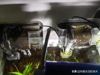 大型魚缸糞便怎么清理：如何清理大型魚缸糞便