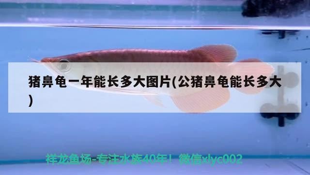 魚缸 豬鼻龜一年能長(zhǎng)多大圖片(公豬鼻龜能長(zhǎng)多大) 豬鼻龜百科 豬鼻龜一年能長(zhǎng)多大圖片(公豬鼻龜能長(zhǎng)多大) 豬鼻龜一年能長(zhǎng)多大圖片(公豬鼻龜能長(zhǎng)多大) 豬鼻龜百科