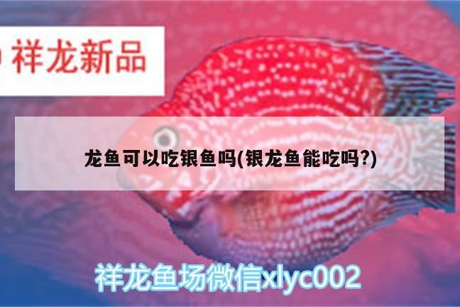 龍魚(yú)可以吃銀魚(yú)嗎(銀龍魚(yú)能吃嗎?)