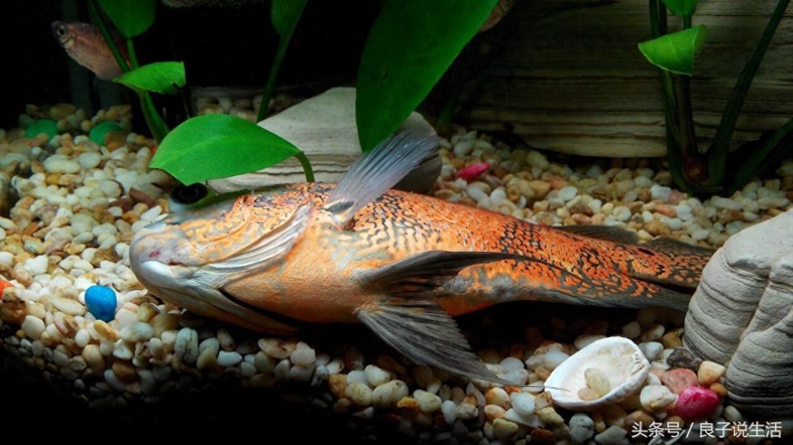 觀賞魚的心情（養殖觀賞魚的意義） 觀賞魚的心情（養殖觀賞魚的意義） 銀龍魚百科 第1張