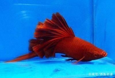 觀賞魚的心情（養殖觀賞魚的意義） 觀賞魚的心情（養殖觀賞魚的意義） 銀龍魚百科 第3張
