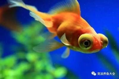 觀賞魚的心情（養殖觀賞魚的意義） 觀賞魚的心情（養殖觀賞魚的意義） 銀龍魚百科 第2張