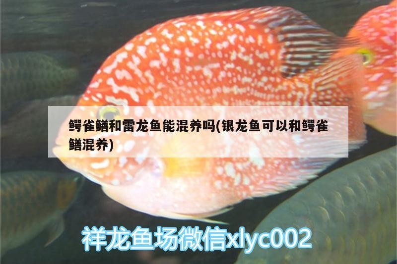 魚缸過濾器選購指南:自制魚缸過濾器魚缸上置過濾器對于養魚愛好者的必備知識 鱷雀鱔和雷龍魚能混養嗎(銀龍魚可以和鱷雀鱔混養) 銀龍魚百科 鱷雀鱔和雷龍魚能混養嗎(銀龍魚可以和鱷雀鱔混養) 鱷雀鱔和雷龍魚能混養嗎(銀龍魚可以和鱷雀鱔混養) 銀龍魚百科