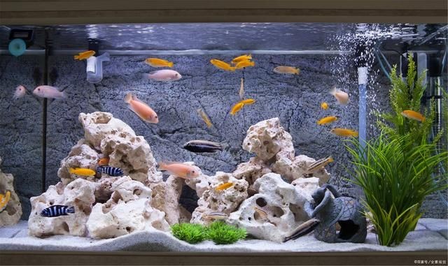 大魚缸怎么養魚：大魚缸養殖技巧