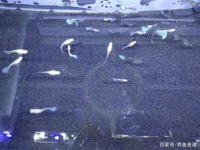 大魚缸怎么養魚：大魚缸養殖技巧