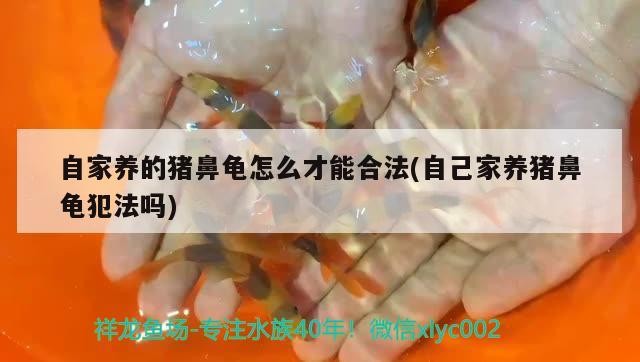 自家養的豬鼻龜怎么才能合法(自己家養豬鼻龜犯法嗎)