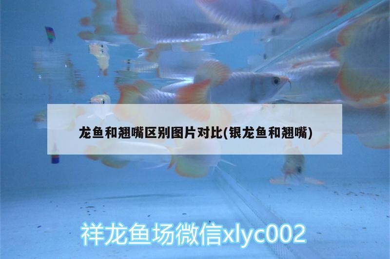 龍魚和翹嘴區別圖片對比(銀龍魚和翹嘴)