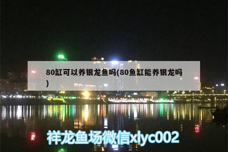 80缸可以養銀龍魚嗎(80魚缸能養銀龍嗎)