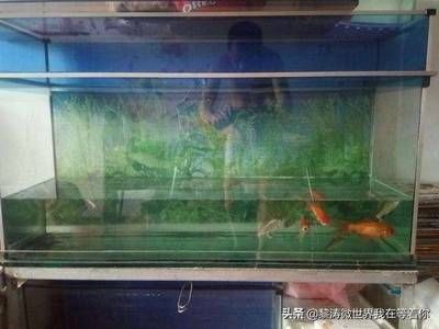 大魚缸哪里買比較好：在購買大魚缸時需要注意以下幾點，可以考慮以下幾點 大魚缸哪里買比較好：在購買大魚缸時需要注意以下幾點，可以考慮以下幾點 魚缸百科 第1張