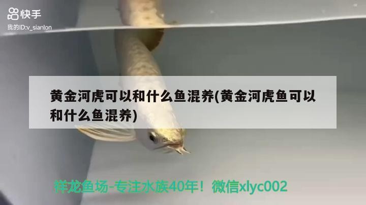 黃金河虎可以和什么魚混養(黃金河虎魚可以和什么魚混養) 黃金河虎可以和什么魚混養(黃金河虎魚可以和什么魚混養) 虎魚百科