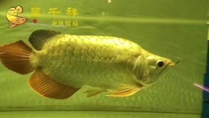 金龍魚一般幾天喂一次飼料