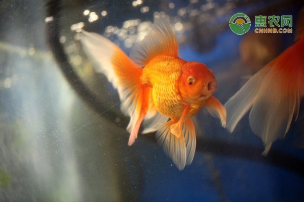 臺兒莊區長安路隆祥水族店（臺兒莊區長安路隆祥水族店電話）