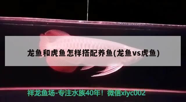 龍魚和虎魚怎樣搭配養魚(龍魚vs虎魚)