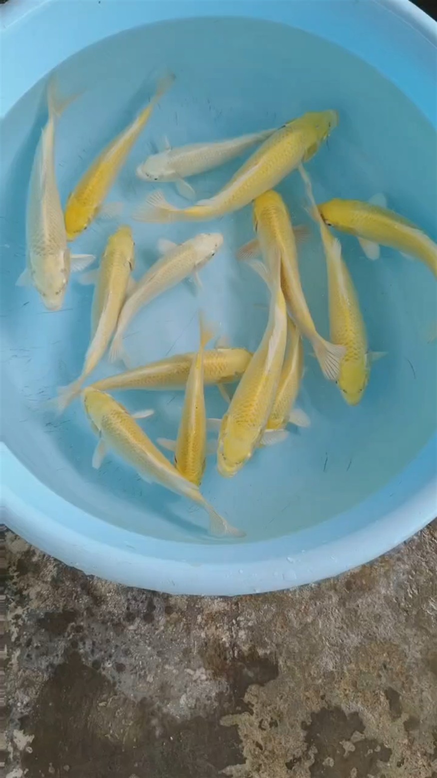 黃金錦鯉 龍魚論壇 黃金錦鯉 黃金錦鯉 龍魚論壇
