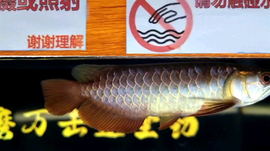 6700k白燈效果 6700k白燈效果 龍魚論壇