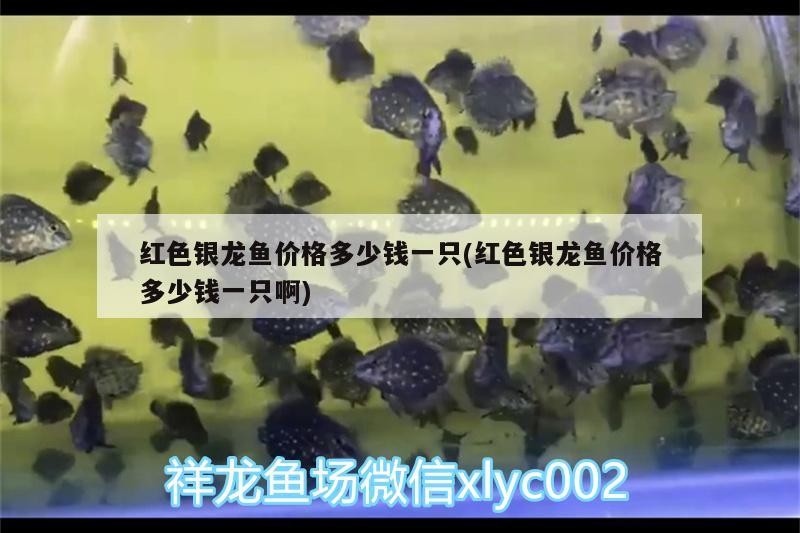 紅色銀龍魚價格多少錢一只(紅色銀龍魚價格多少錢一只啊) 紅色銀龍魚價格多少錢一只(紅色銀龍魚價格多少錢一只啊) 銀龍魚百科