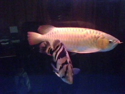 紅龍魚視頻欣賞（紅龍魚視頻欣賞大全）