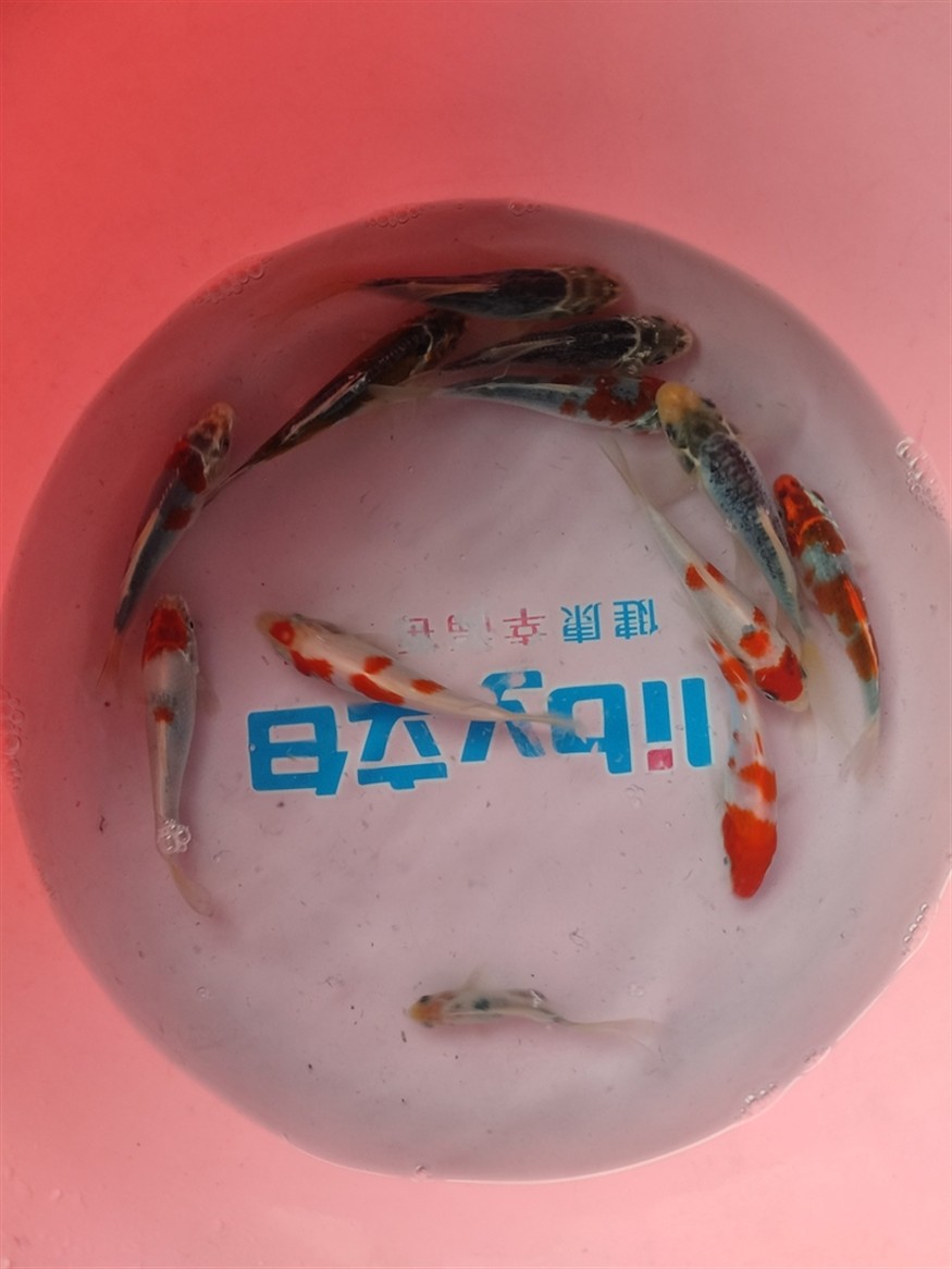 網購雜魚