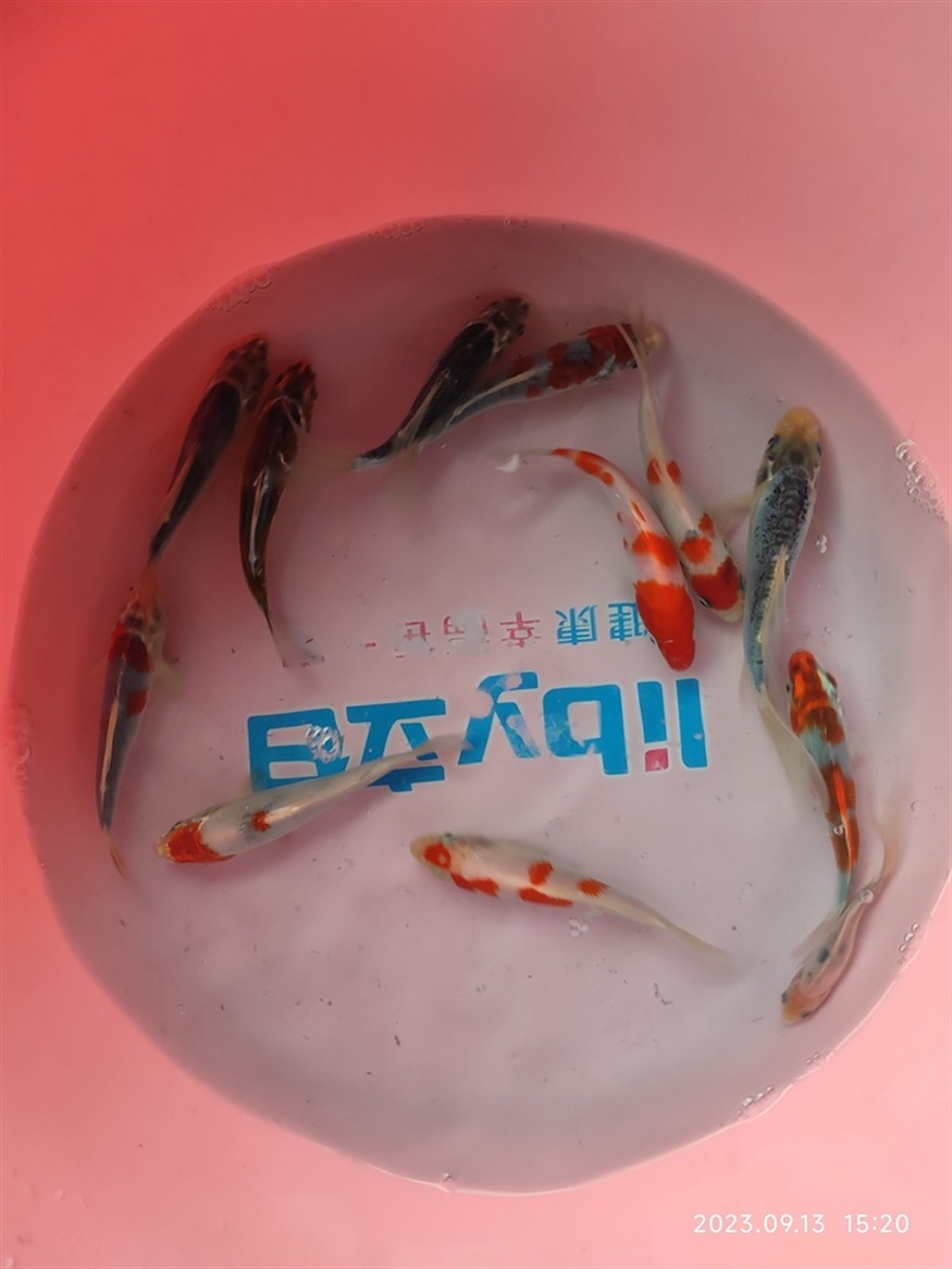 網購雜魚