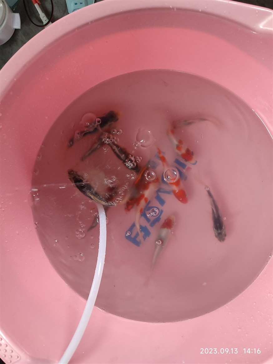 網購雜魚 網購雜魚 龍魚論壇 第4張