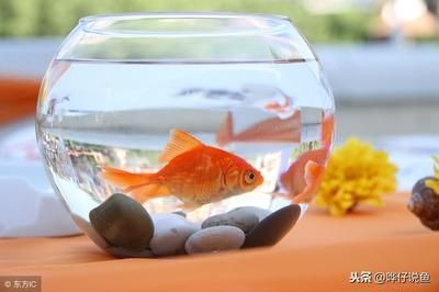 超市魚缸的魚怎么養(yǎng)成活率高些：在超市魚缸中養(yǎng)魚需要注意以下幾個關(guān)鍵中藥阿魏鍵中藥