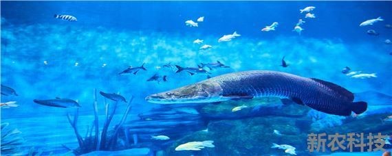 超市魚缸的魚怎么養(yǎng)成活率高些：在超市魚缸中養(yǎng)魚需要注意以下幾個關(guān)鍵中藥阿魏鍵中藥