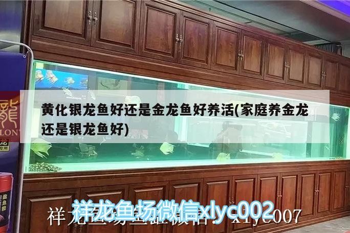 黃化銀龍魚好還是金龍魚好養(yǎng)活(家庭養(yǎng)金龍還是銀龍魚好) 黃化銀龍魚好還是金龍魚好養(yǎng)活(家庭養(yǎng)金龍還是銀龍魚好) 銀龍魚百科