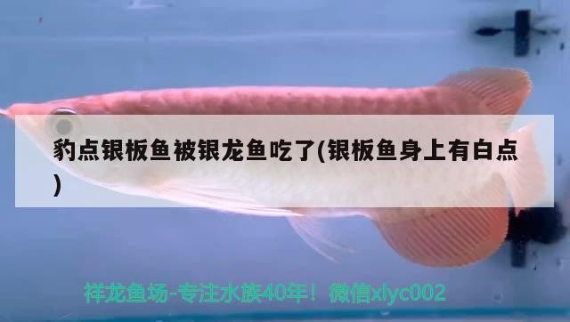 豹點銀板魚被銀龍魚吃了(銀板魚身上有白點)