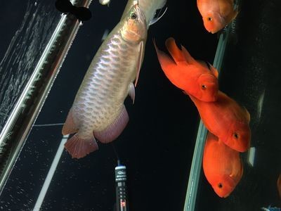 紅龍魚吃蝦干吃進去又吐出來